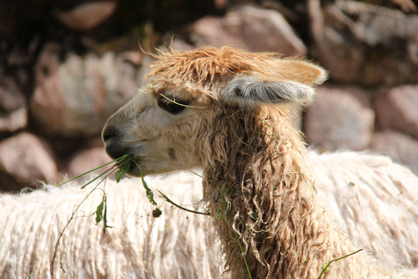 Alpaca Fleece Is Ethical, Cruelty-Free and Sustainable.