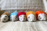 Rainbow Pride Guinea Pig Set