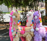 Picture of 4 live size 4 foot llamas made with alpaca fur 