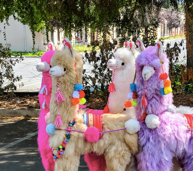 Large White Llama with Pompoms